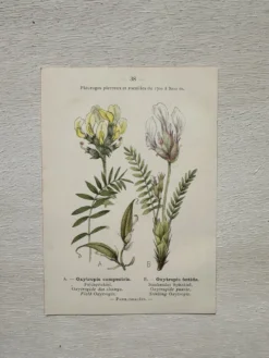 Planche Botanique 1800 Gravure naturaliste ancienne 19eme recto verso
