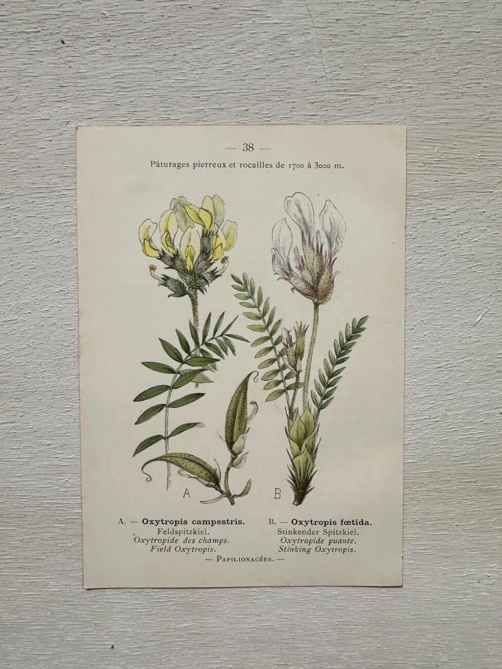 Planche Botanique 1800 Gravure naturaliste ancienne 19eme recto verso