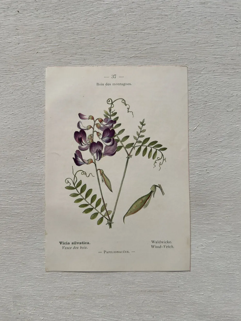 Planche Botanique 1800 Gravure naturaliste ancienne 19eme recto verso