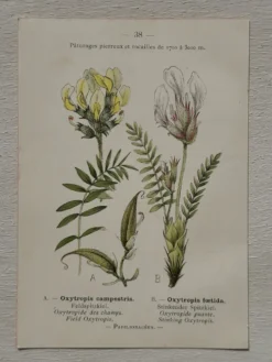 Planche Botanique 1800 Gravure naturaliste ancienne 19eme recto verso