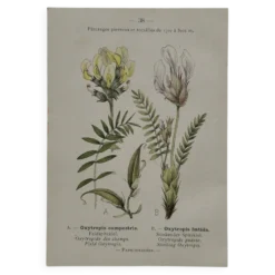 Planche Botanique 1800 Gravure naturaliste ancienne 19eme recto verso