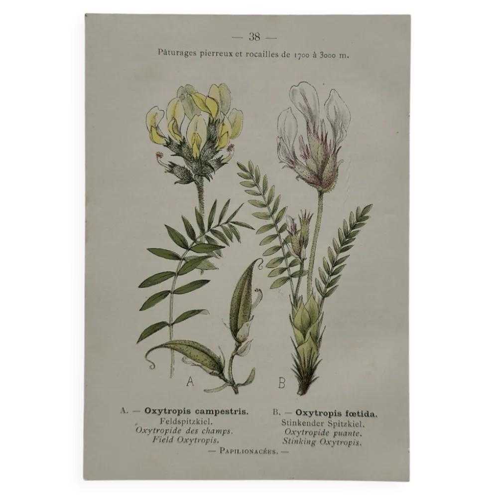 Planche Botanique 1800 Gravure naturaliste ancienne 19eme recto verso