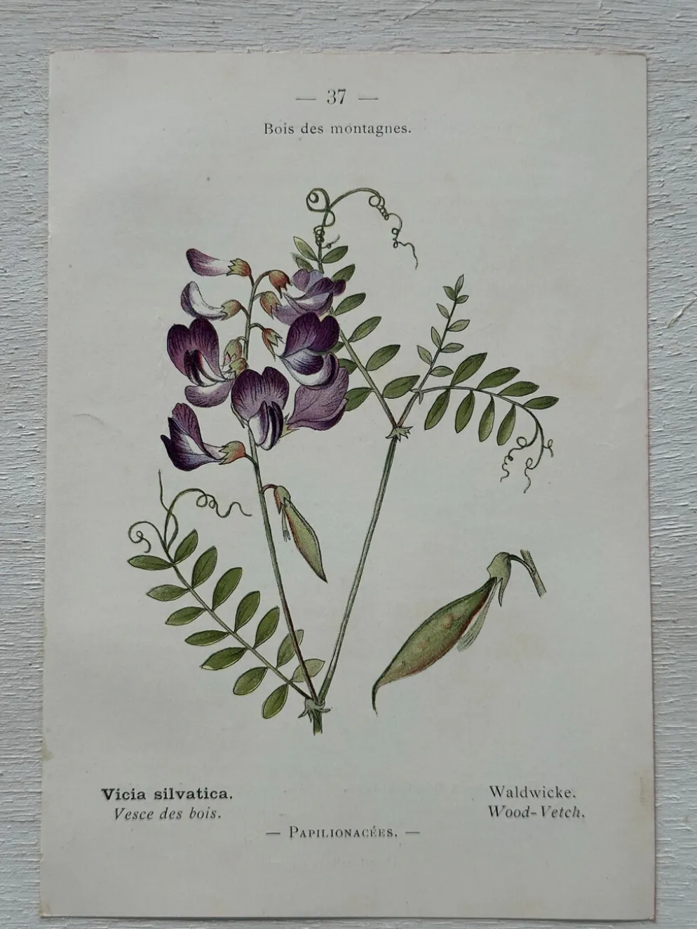 Planche Botanique 1800 Gravure naturaliste ancienne 19eme recto verso