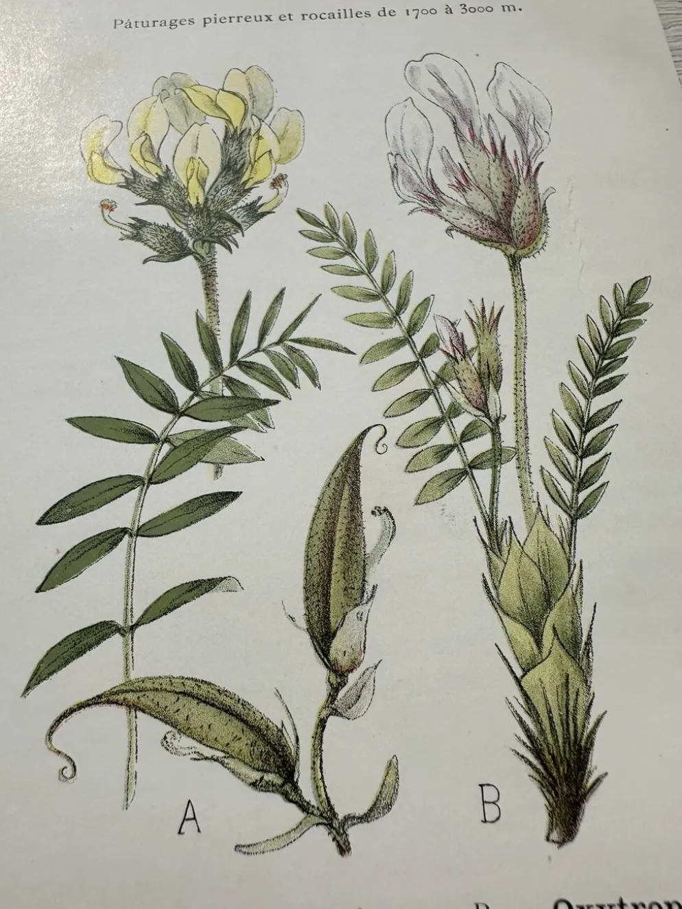Planche Botanique 1800 Gravure naturaliste ancienne 19eme recto verso