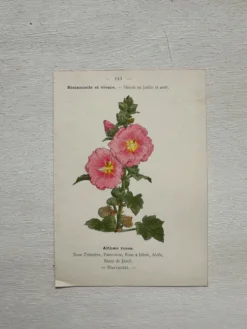 Planche Botanique 1800 Gravure naturaliste ancienne 19eme recto verso