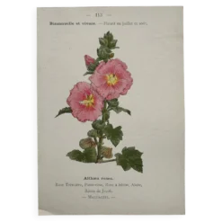 Planche Botanique 1800 Gravure naturaliste ancienne 19eme recto verso