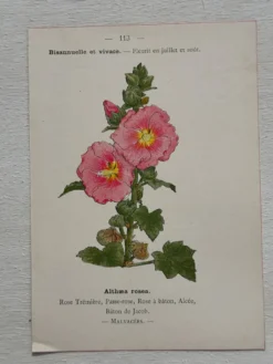 Planche Botanique 1800 Gravure naturaliste ancienne 19eme recto verso