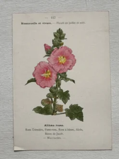 Planche Botanique 1800 Gravure naturaliste ancienne 19eme recto verso