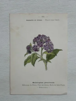Planche Botanique 1800 Gravure naturaliste ancienne 19eme recto verso