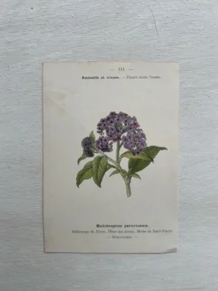 Planche Botanique 1800 Gravure naturaliste ancienne 19eme recto verso