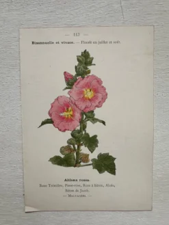 Planche Botanique 1800 Gravure naturaliste ancienne 19eme recto verso