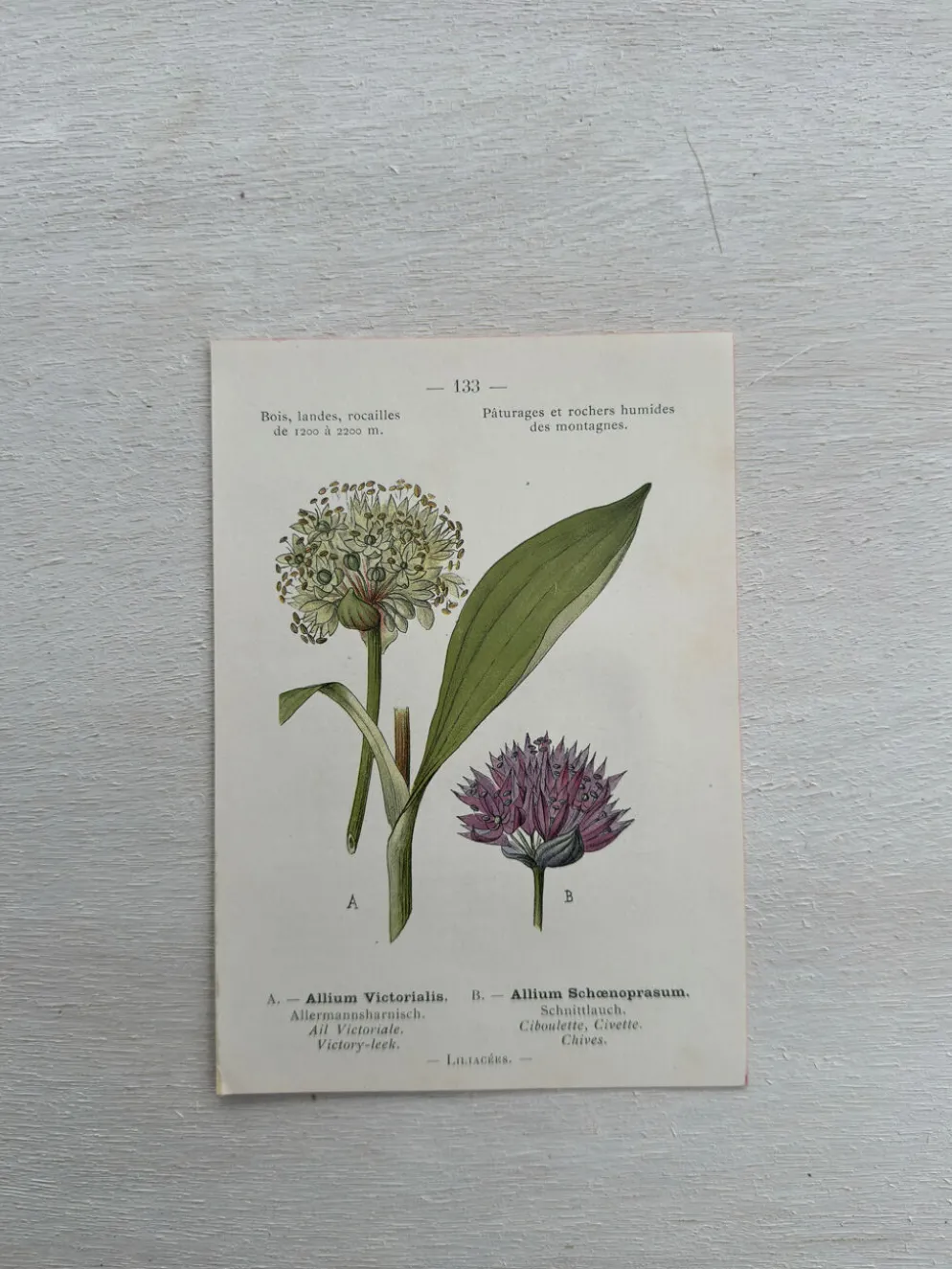 Planche Botanique 1800 Gravure naturaliste ancienne 19eme recto verso