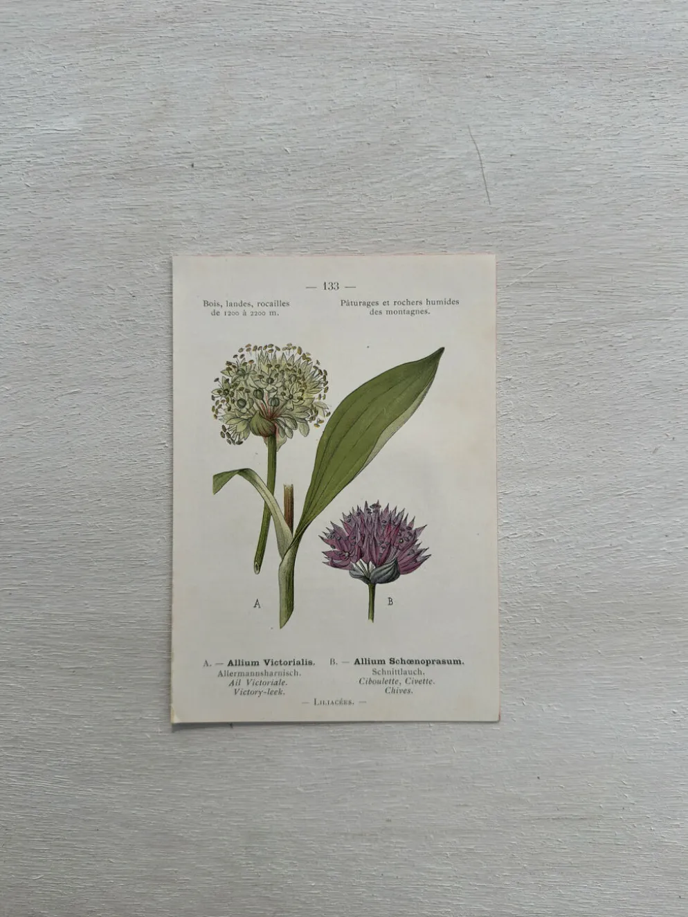 Planche Botanique 1800 Gravure naturaliste ancienne 19eme recto verso