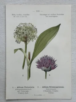 Planche Botanique 1800 Gravure naturaliste ancienne 19eme recto verso