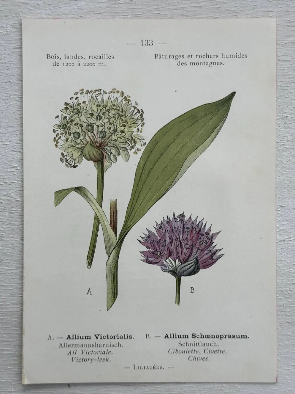Planche Botanique 1800 Gravure naturaliste ancienne 19eme recto verso