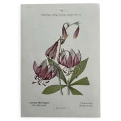 Planche Botanique 1800 Gravure naturaliste ancienne 19eme recto verso