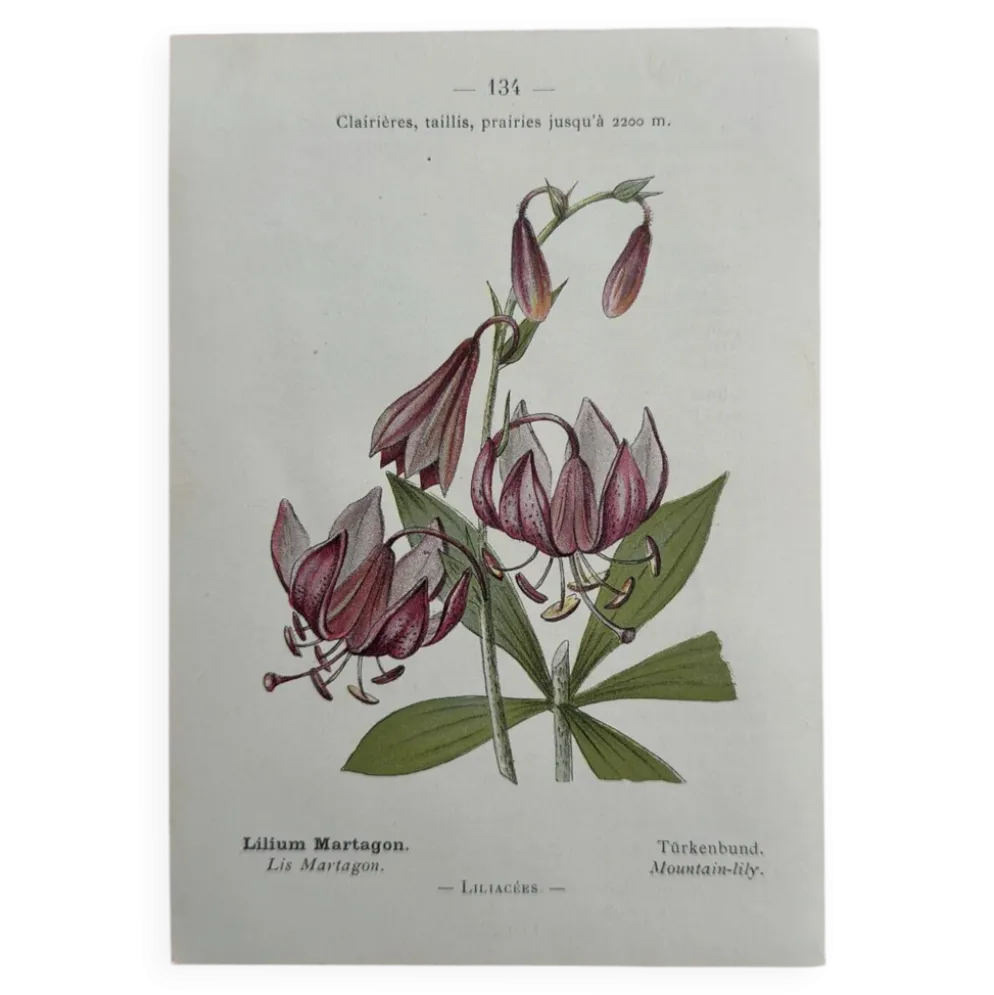 Planche Botanique 1800 Gravure naturaliste ancienne 19eme recto verso