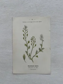 Planche Botanique 1800 Gravure naturaliste ancienne 19eme recto verso