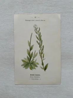 Planche Botanique 1800 Gravure naturaliste ancienne 19eme recto verso