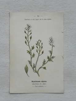 Planche Botanique 1800 Gravure naturaliste ancienne 19eme recto verso