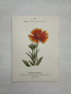 Planche Botanique 1800 Gravure naturaliste ancienne 19eme recto verso