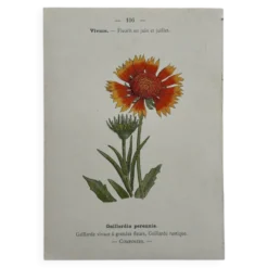 Planche Botanique 1800 Gravure naturaliste ancienne 19eme recto verso