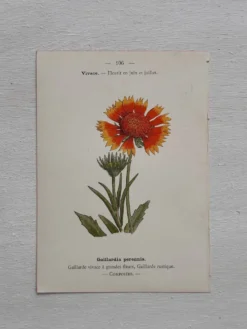 Planche Botanique 1800 Gravure naturaliste ancienne 19eme recto verso