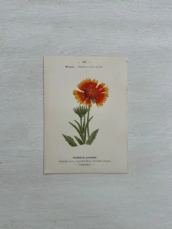 Planche Botanique 1800 Gravure naturaliste ancienne 19eme recto verso