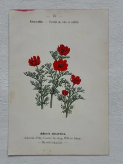 Planche Botanique 1800 Gravure naturaliste ancienne 19eme recto verso