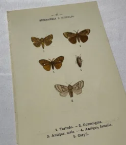 Planche Botanique 1800 Gravure naturaliste ancienne 19eme recto verso