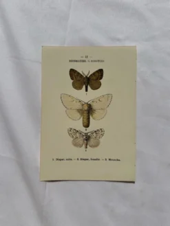 Planche Botanique 1800 Gravure naturaliste ancienne 19eme recto verso