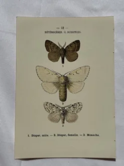 Planche Botanique 1800 Gravure naturaliste ancienne 19eme recto verso