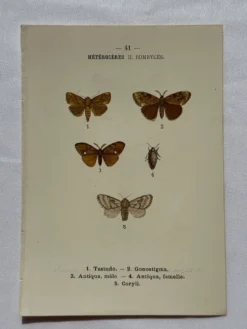 Planche Botanique 1800 Gravure naturaliste ancienne 19eme recto verso