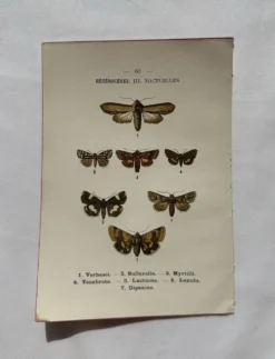 Planche Botanique 1800 Gravure naturaliste ancienne 19eme recto verso