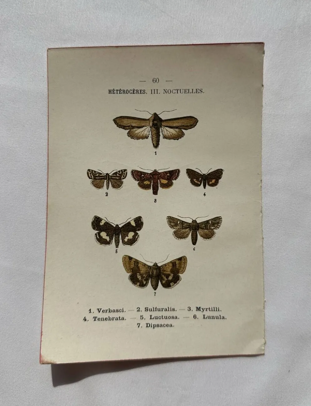 Planche Botanique 1800 Gravure naturaliste ancienne 19eme recto verso