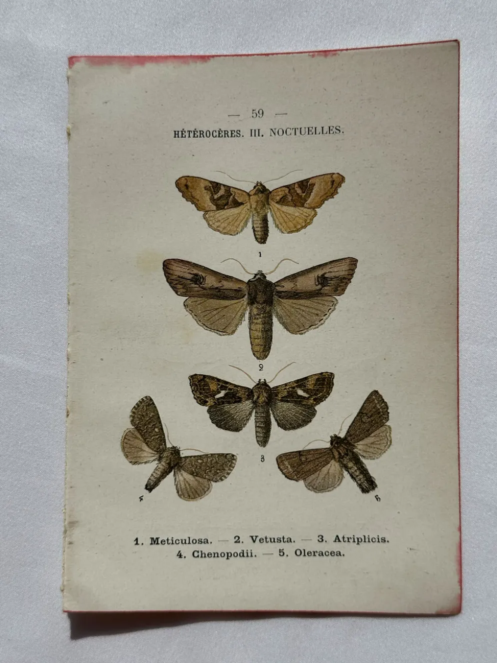 Planche Botanique 1800 Gravure naturaliste ancienne 19eme recto verso