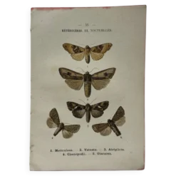 Planche Botanique 1800 Gravure naturaliste ancienne 19eme recto verso