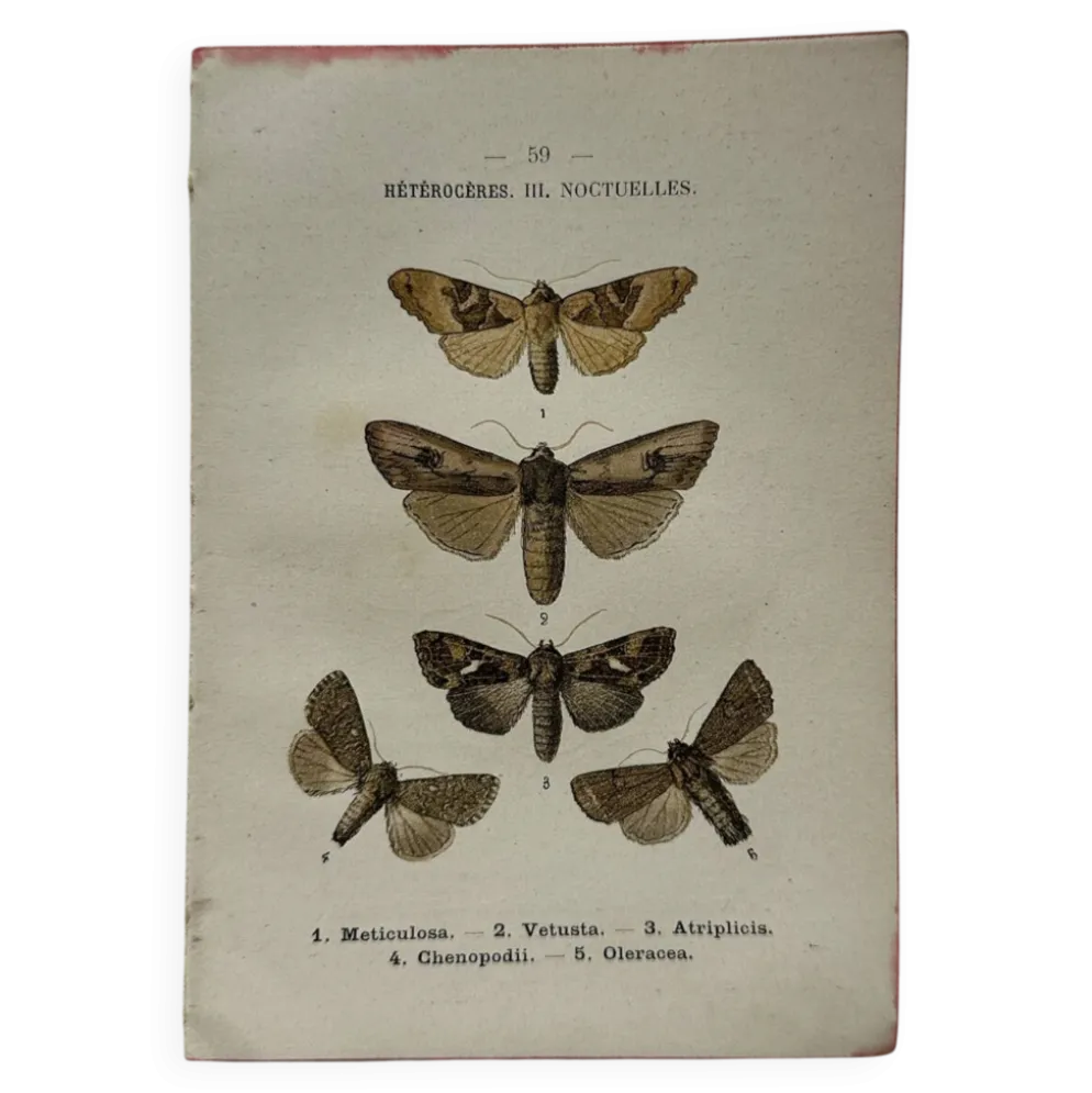Planche Botanique 1800 Gravure naturaliste ancienne 19eme recto verso