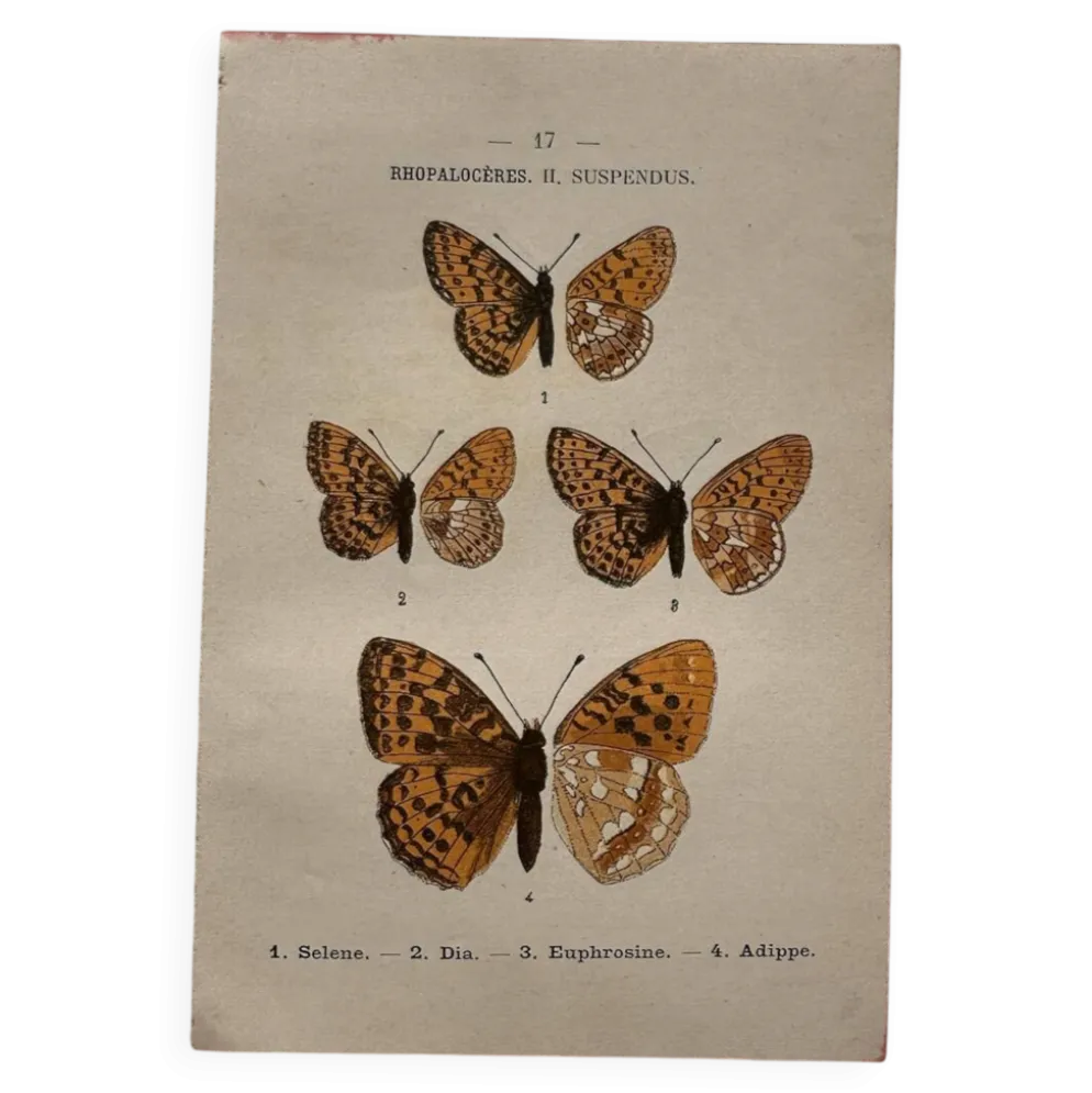 Planche Botanique 1800 Gravure naturaliste ancienne 19eme recto verso