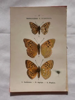 Planche Botanique 1800 Gravure naturaliste ancienne 19eme recto verso