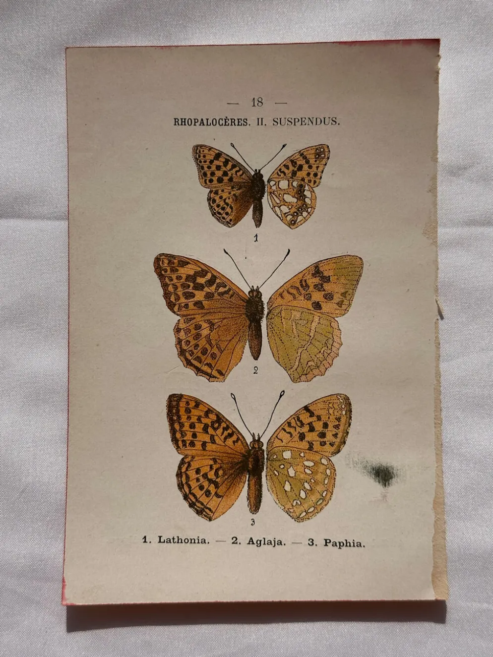Planche Botanique 1800 Gravure naturaliste ancienne 19eme recto verso