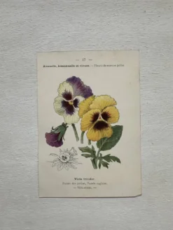 Planche Botanique 1800 Gravure naturaliste ancienne 19eme recto verso