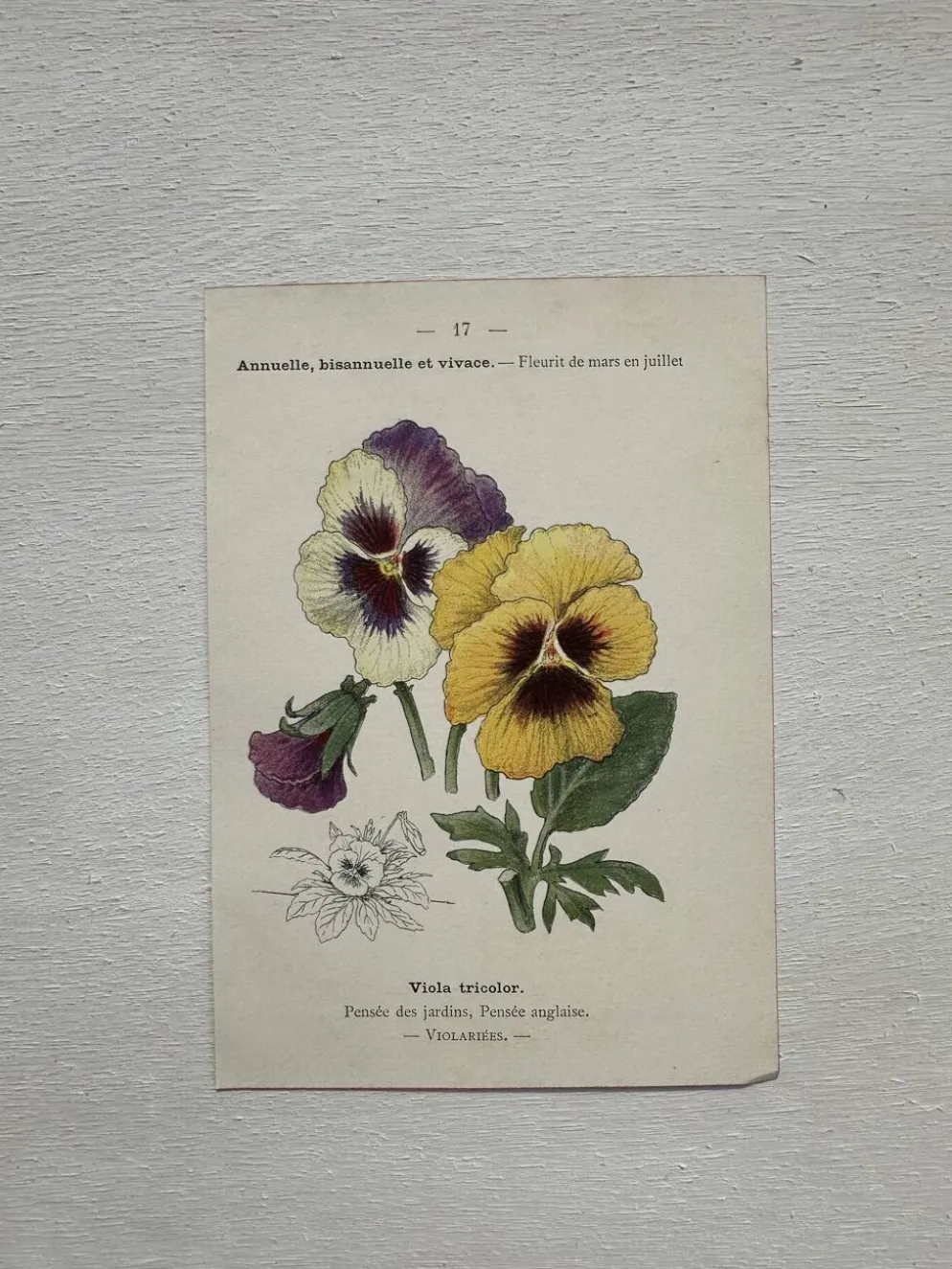 Planche Botanique 1800 Gravure naturaliste ancienne 19eme recto verso