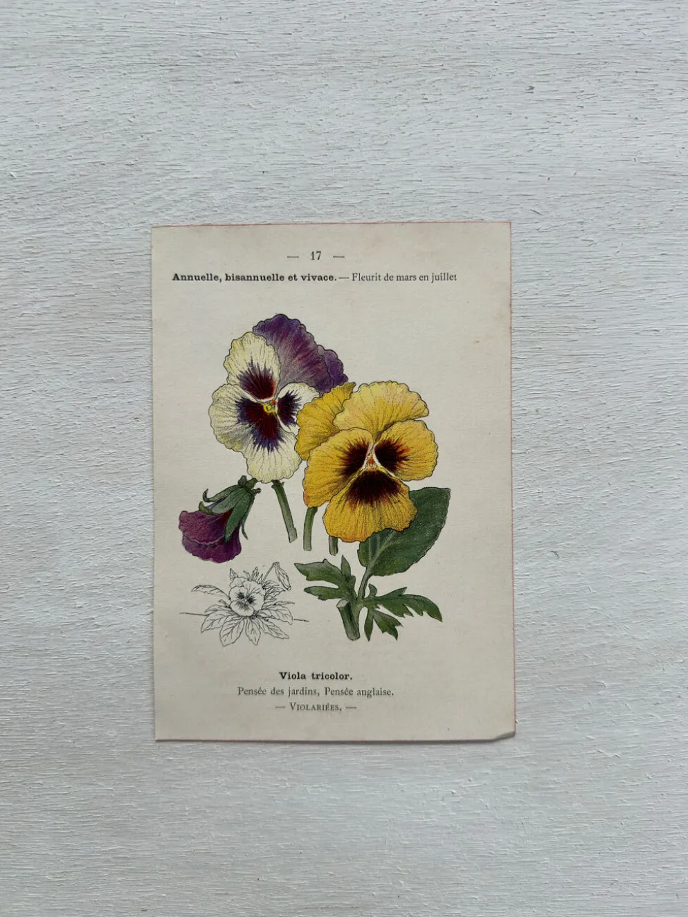Planche Botanique 1800 Gravure naturaliste ancienne 19eme recto verso