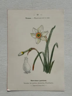 Planche Botanique 1800 Gravure naturaliste ancienne 19eme recto verso