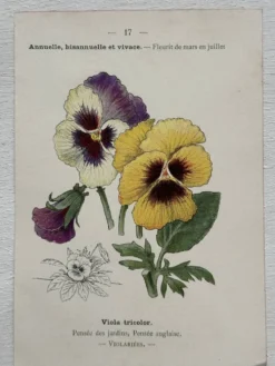 Planche Botanique 1800 Gravure naturaliste ancienne 19eme recto verso