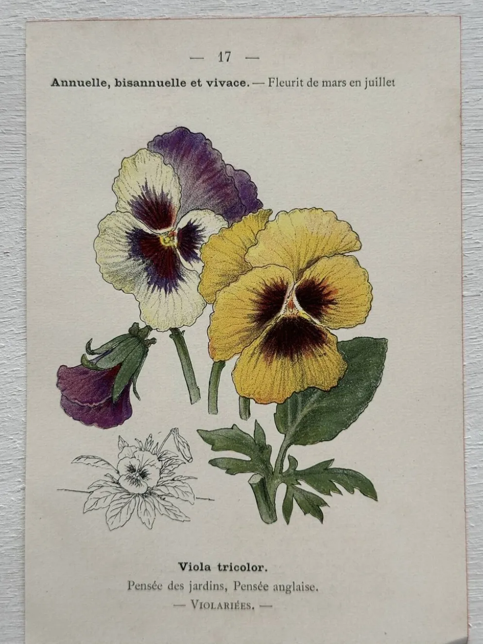 Planche Botanique 1800 Gravure naturaliste ancienne 19eme recto verso