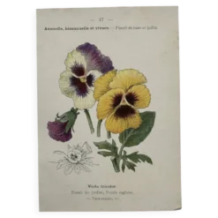 Planche Botanique 1800 Gravure naturaliste ancienne 19eme recto verso