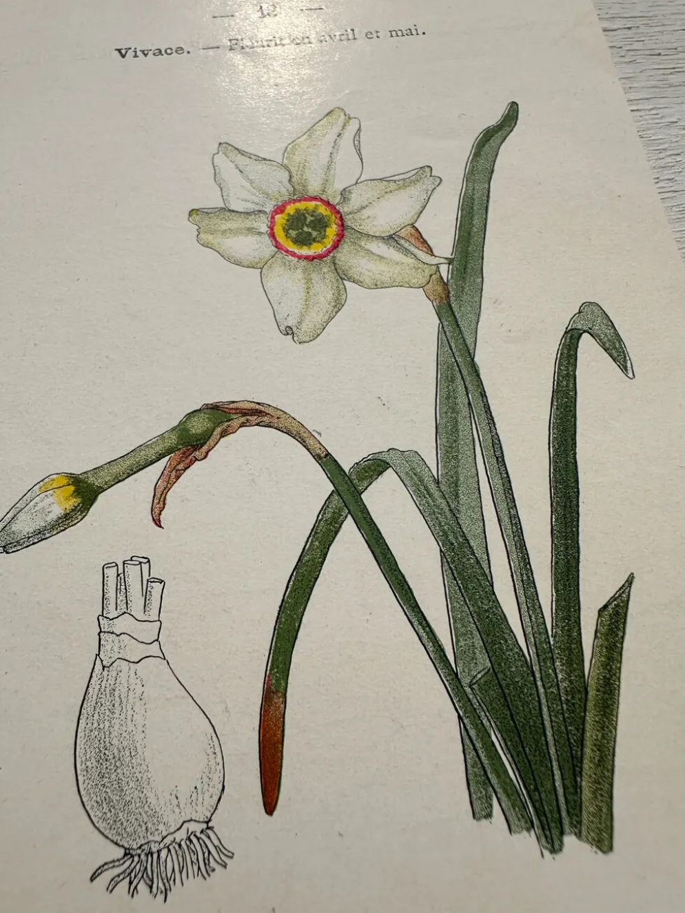 Planche Botanique 1800 Gravure naturaliste ancienne 19eme recto verso