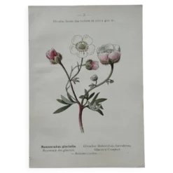 Planche Botanique 1800 Gravure naturaliste ancienne 19eme recto verso